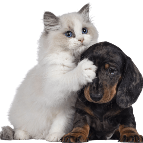 Ragdoll kitten and Dachshund pup