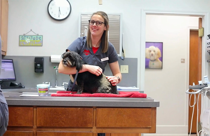 Veterinary staff petting dog